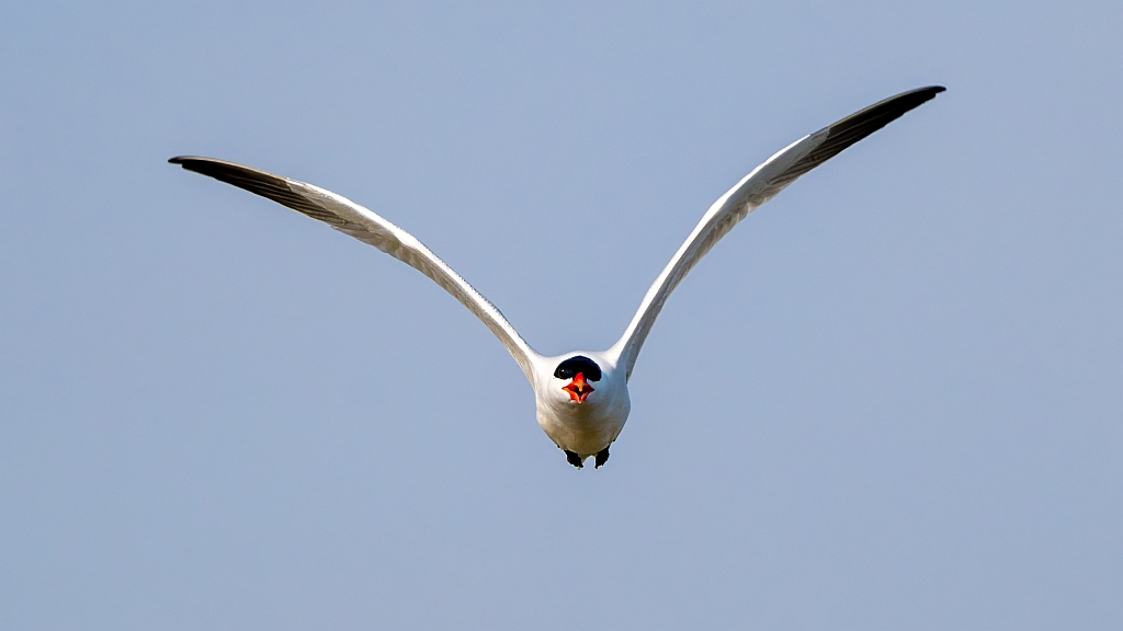 Caspian Tern